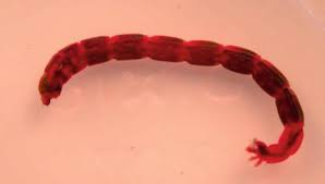 Attēlu rezultāti vaicājumam “Chironomidae larvae”