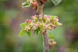 Attēlu rezultāti vaicājumam “Ribes uva-crispa flower”