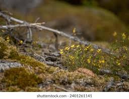Attēlu rezultāti vaicājumam “Melampyrum sylvaticum flower”