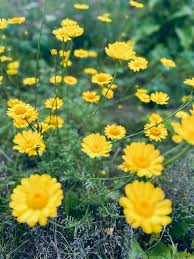 Image result for Anthemis tinctoria