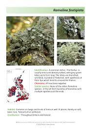 Attēlu rezultāti vaicājumam “Ramalina fastigiata”