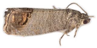 Attēlu rezultāti vaicājumam “Cydia pomonella”