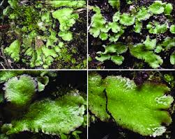 Attēlu rezultāti vaicājumam “Reboulia hemisphaerica”