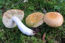 Attēlu rezultāti vaicājumam “Vibrissea decolorans”