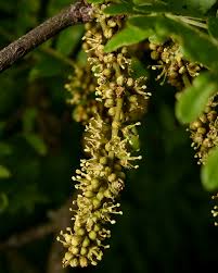 Attēlu rezultāti vaicājumam “Gleditsia triacanthos flower”