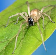 Attēlu rezultāti vaicājumam “Cheiracanthium sp.”