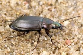 Attēlu rezultāti vaicājumam “Poecilus cupreus”