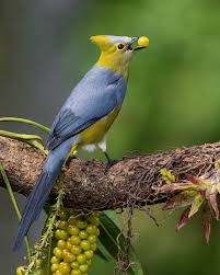 Attēlu rezultāti vaicājumam “Lophophanes cristatus adult”