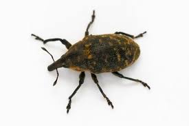 Attēlu rezultāti vaicājumam “Larinus sp.”