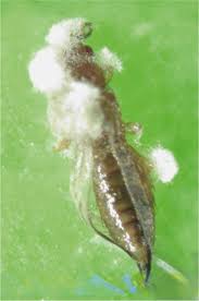 Attēlu rezultāti vaicājumam “Craterium minutum cf. var. brunneum spores”