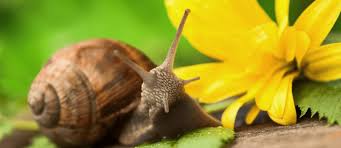 Attēlu rezultāti vaicājumam “macro”