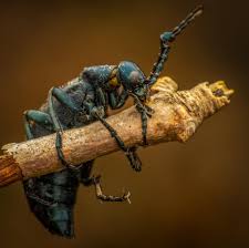 Attēlu rezultāti vaicājumam “Meloe sp.”