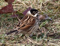 Attēlu rezultāti vaicājumam “Emberiza schoeniclus male”
