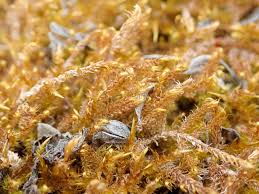 Attēlu rezultāti vaicājumam “Drepanocladus aduncus var. polycarpon”