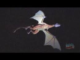 Image result for HAINAULT & CHIGWELL CHANGQUAN FLYING DRAGON