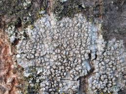 Attēlu rezultāti vaicājumam “Lecanora carpinea”