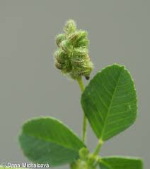 Attēlu rezultāti vaicājumam “Medicago lupulina bud”