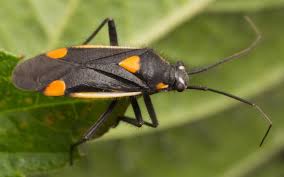 Attēlu rezultāti vaicājumam “Capsodes gothicus”