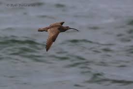 Attēlu rezultāti vaicājumam “Numenius phaeopus adult”