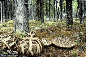 Attēlu rezultāti vaicājumam “Sarcodon imbricatum”