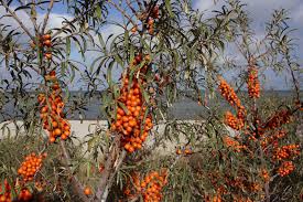 Attēlu rezultāti vaicājumam “Erysimum hieracifolium fruit”