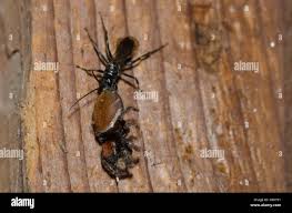 Attēlu rezultāti vaicājumam “Dipogon sp.”