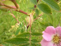 Attēlu rezultāti vaicājumam “Rosa glabrifolia”