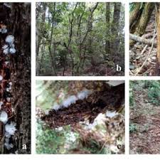 Attēlu rezultāti vaicājumam “Ceratiomyxa morchella stalked”