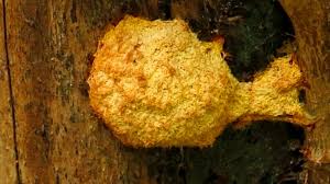 Attēlu rezultāti vaicājumam “Fuligo luteonitens”