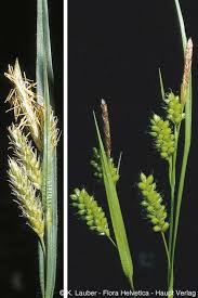 Attēlu rezultāti vaicājumam “Carex pallescens”