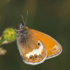 Attēlu rezultāti vaicājumam “Coenonympha arcania underside”