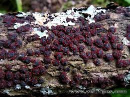 Attēlu rezultāti vaicājumam “Nectria episphaeria”