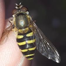 Attēlu rezultāti vaicājumam “Syrphus torvus”