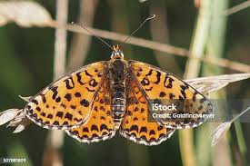 Attēlu rezultāti vaicājumam “Melitaea didyma”