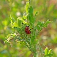 Attēlu rezultāti vaicājumam “Gonioctena”