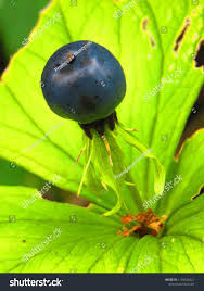 Attēlu rezultāti vaicājumam “Paris quadrifolia fruit”
