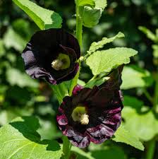 Image result for Alcea rosea nigra