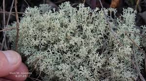 Attēlu rezultāti vaicājumam “Cladonia mitis”
