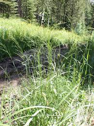 Attēlu rezultāti vaicājumam “Poa palustris leaf”