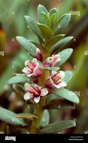 Attēlu rezultāti vaicājumam “Glaux maritima flower”
