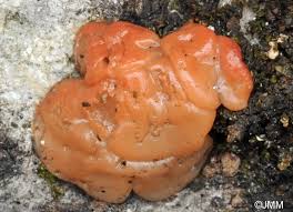 Attēlu rezultāti vaicājumam “Craterocolla cerasi”