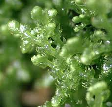 Attēlu rezultāti vaicājumam “Lepidozia reptans”