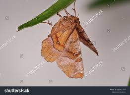 Attēlu rezultāti vaicājumam “Selenia tetralunaria”