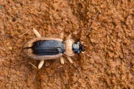 Attēlu rezultāti vaicājumam “Nebria livida”