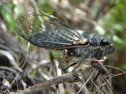 Attēlu rezultāti vaicājumam “Planaphrodes sp.”
