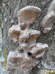 Attēlu rezultāti vaicājumam “Phellinus nigricans”