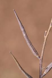 Attēlu rezultāti vaicājumam “Sinapis arvensis fruit”