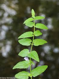 Attēlu rezultāti vaicājumam “Scutellaria galericulata leaf”