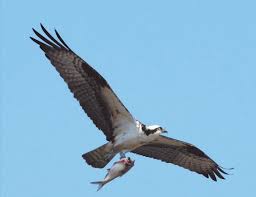 Image result for Pandion haliaetus