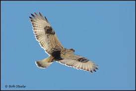 Attēlu rezultāti vaicājumam “Buteo lagopus adult”